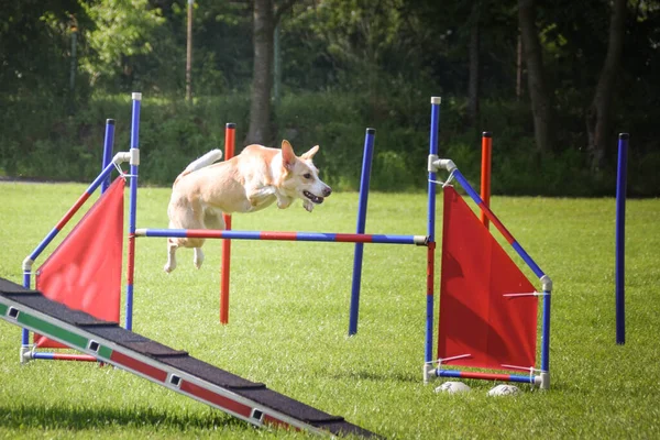 Perro Corre Con Agilidad Increíble Noche Hurdle Teniendo Entrenamiento Agilidad —  Fotos de Stock