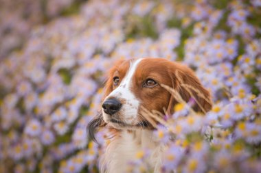 Kooikerhondje çiçeklerin içinde oturuyor. Çok tatlı bir köpek..