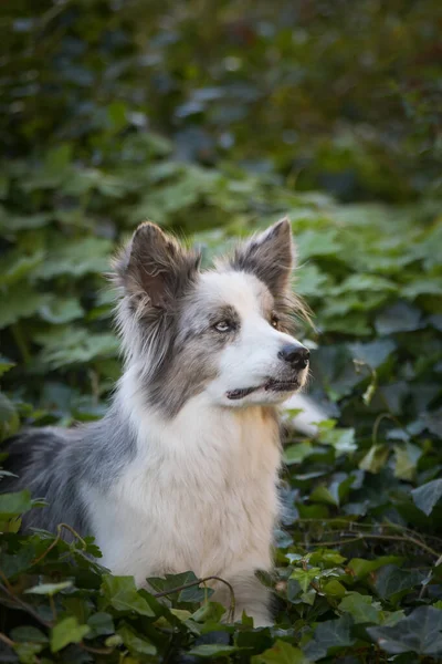 Harika Bir Geçmişi Olan Bir Çoban Köpeği Portresi Prag Şaşırtıcı — Stok fotoğraf