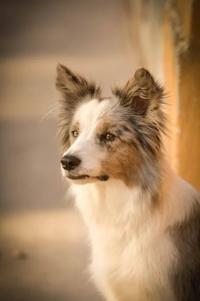 Köpek Çoban Köpeği Caddede Duruyor Şehir Merkezinde Güzel Bir Köpek — Stok fotoğraf