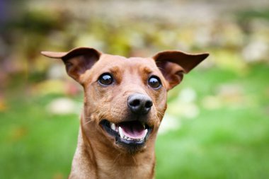 Kahverengi köpek sonbahar doğasında oturuyor. Çok tatlı bir köpek..