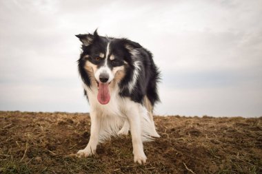 Sınır çobanı sahada. Çok komik ve daha sevimli görünüyor..