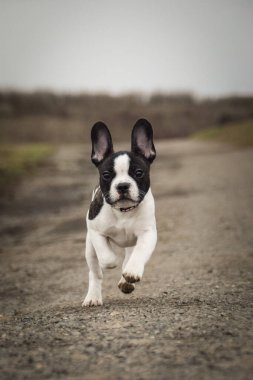 Yoldaki Fransız Buldog 'un sonbahar portresi. Bu suratla çok tatlı görünüyor. Çok güzel bir yüzü var..