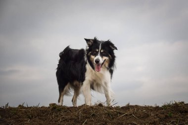 Sınır çobanı sahada. Çok komik ve daha sevimli görünüyor..