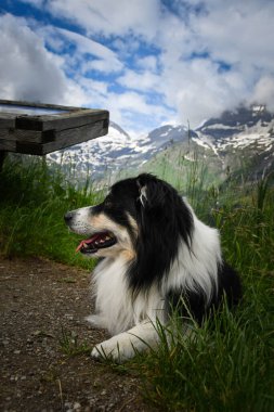 Border Collie 'nin portresi Glossglockner yakınlarında Avusturya' da yatıyor..