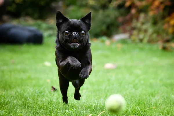 Crazy Black Dog Running Nature His Toy Cute Dog — Stock Photo, Image