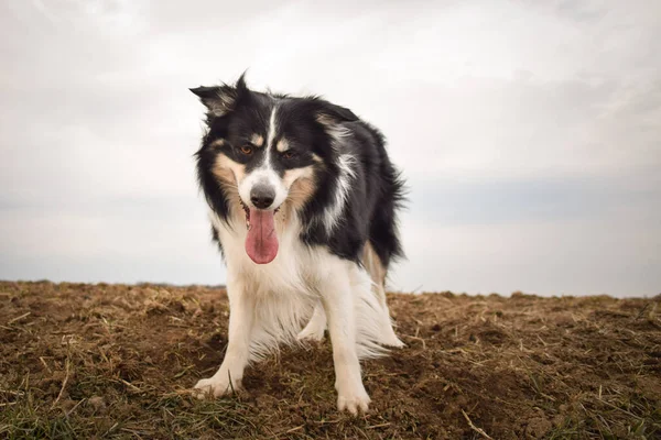 Border Collie Steht Auf Dem Feld Ist Lustig Und Sieht — Stockfoto