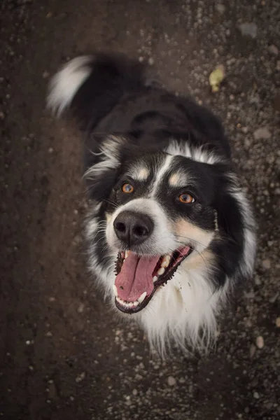 Jesienny Portret Granicznego Collie Drodze Jest Taki Słodki Twarzą Taką — Zdjęcie stockowe