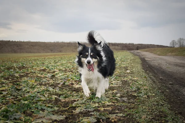 Border Collie Está Corriendo Campo Tan Gracioso Afuera —  Fotos de Stock