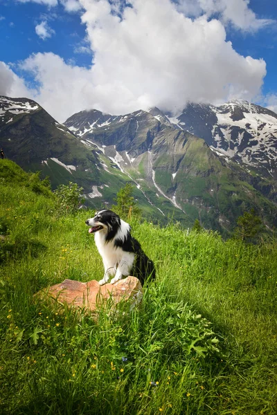 Border Collie 'nin portresi Glossglockner yakınlarında Avusturya' da oturuyor..