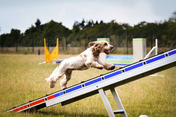 Hond Loopt Het Behendigheidspark Tijdens Het Hondenwandelen Doceert Iets Nieuws — Stockfoto