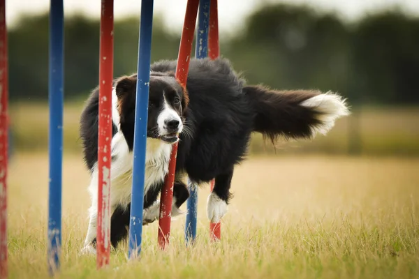 Krásná Hraniční Kolie Provozuje Slalom Českém Slalomu Agility Psi Milují — Stock fotografie