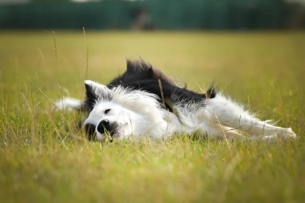 Cães Collies Fronteira Estão Sentados Relva Dia Incrível Competição Agilidade — Fotografia de Stock