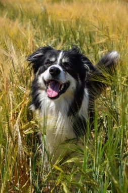 Border collie sahada oturuyor. Gün batımında çok iyi bir çocuktur.