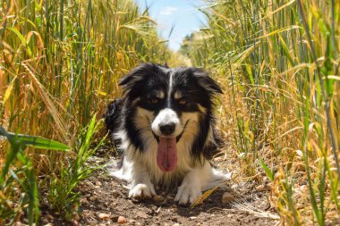 Border collie sahada yatıyor. Gün batımında çok iyi bir çocuktur.