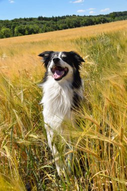 Border collie sahada oturuyor. Gün batımında çok iyi bir çocuktur.