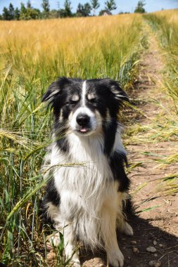 Border collie sahada oturuyor. Gün batımında çok iyi bir çocuktur.