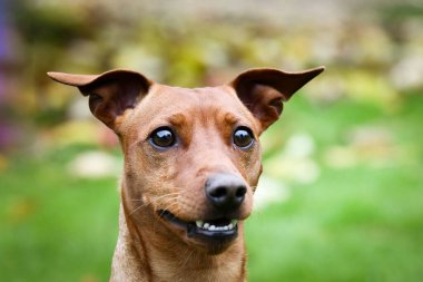 Kahverengi köpek sonbahar doğasında oturuyor. Çok tatlı bir köpek..