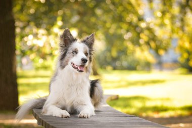 Sınır çobanı bankta yatıyor. Çok tatlı bir köpek..