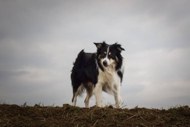 Sınır çobanı sahada. Çok komik ve daha sevimli görünüyor..