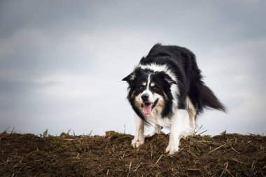 Sınır çobanı sahada. Çok komik ve daha sevimli görünüyor..