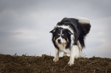 Sınır çobanı sahada. Çok komik ve daha sevimli görünüyor..
