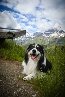Border Collie 'nin portresi Glossglockner yakınlarında Avusturya' da yatıyor..
