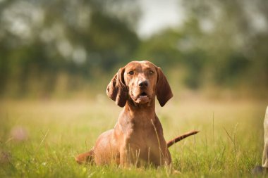 Köpekler, Weimaraner çimlerin üzerinde yatıyor. Czech çeviklik yarışmasında harika bir gün..