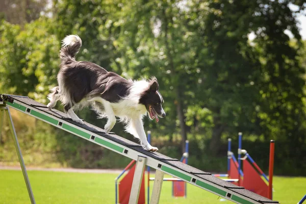 Pazzo Confine Collie Esecuzione Agilità Parco Sulla Passeggiata Cane Insegna — Foto Stock