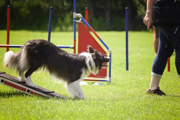 Bláznivá Hraniční Kolie Běží Agility Parku Psí Procházce Učí Novou — Stock fotografie