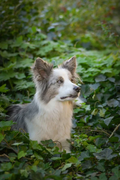 Portrait Von Border Collie Mit Erstaunlichem Hintergrund Erstaunliche Herbststimmung Prag — Stockfoto