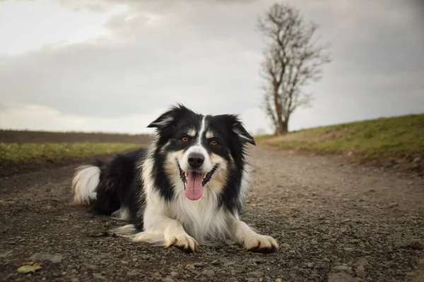 Fronteira Collie Está Deitado Estrada Natureza Ele Tão Bonito Tem — Fotografia de Stock