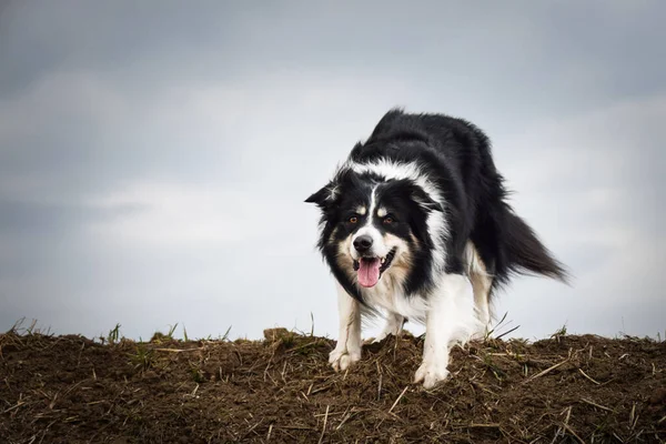 Sınır çobanı sahada. Çok komik ve daha sevimli görünüyor..