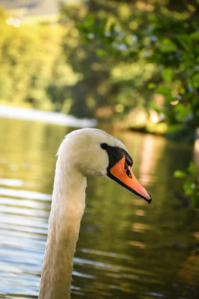 Vit Svan Flockas Sommarvatten Svanar Vatten Vita Svanar Vackra Vita — Stockfoto