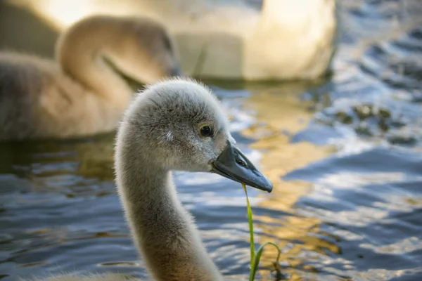 Vit Svan Flockas Sommarvatten Svanar Vatten Vita Svanar Vackra Vita — Stockfoto