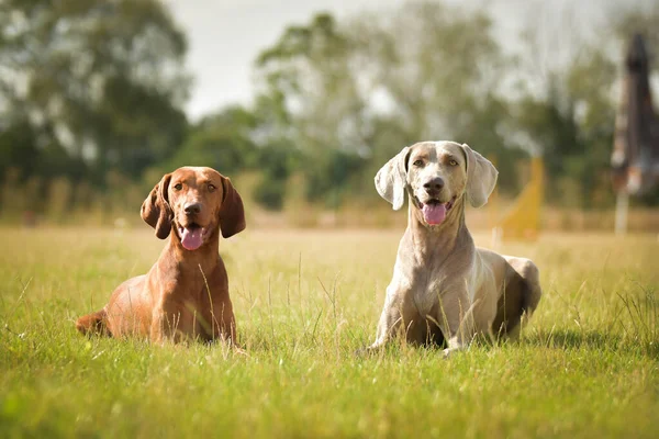 Köpekler, Weimaraner 'lar çimlerin üzerinde yatıyor. Czech çeviklik yarışmasında harika bir gün..