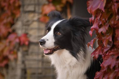Sınır çobanı güz mevsiminde oturuyor. Çok tatlı bir köpek..