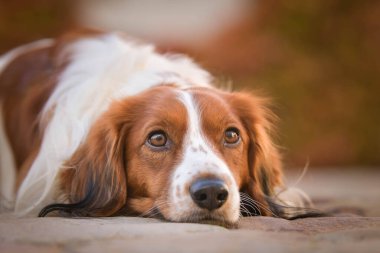 Kooikerhondje bankta yatıyor. Çok tatlı bir köpek..