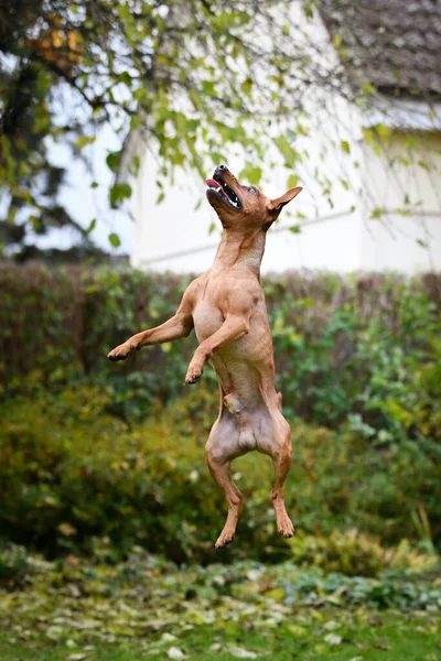 Chien Brun Saute Dans Nature Automnale Est Mignon — Photo