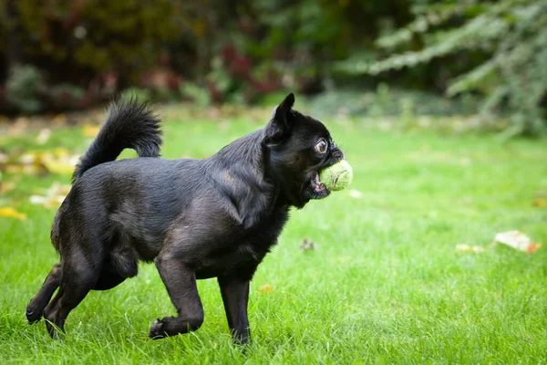 Çılgın Kara Köpek Oyuncağıyla Doğada Koşuyor Çok Tatlı Bir Köpek — Stok fotoğraf