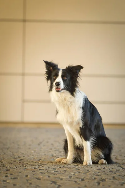 Pies Graniczny Collie Siedzi Ulicy Ładny Pies Centrum Miasta — Zdjęcie stockowe