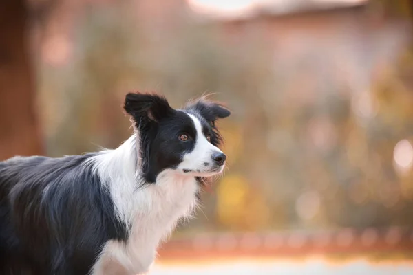Pies Granicy Collie Stoi Wodzie Ładny Pies Jesiennej Naturze — Zdjęcie stockowe