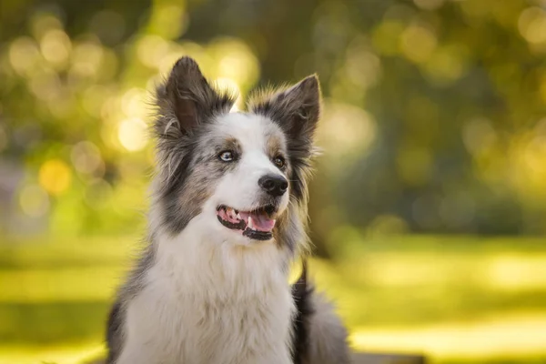 Portrait Collie Frontière Avec Fond Étonnant Ambiance Automnale Incroyable Prague — Photo