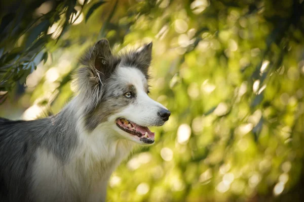 Portrait Von Border Collie Mit Erstaunlichem Hintergrund Erstaunliche Herbststimmung Prag — Stockfoto