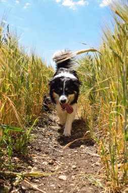 Border collie sahaya çıkıyor. Gün batımında çok iyi bir çocuktur.