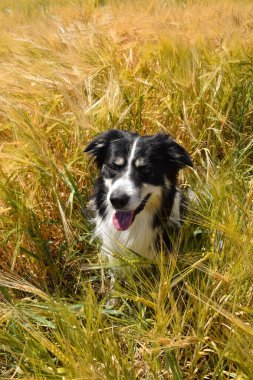 Border collie sahada oturuyor. Gün batımında çok iyi bir çocuktur.