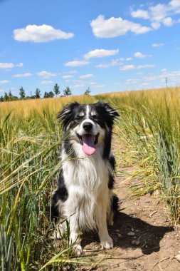 Border collie sahada oturuyor. Gün batımında çok iyi bir çocuktur.