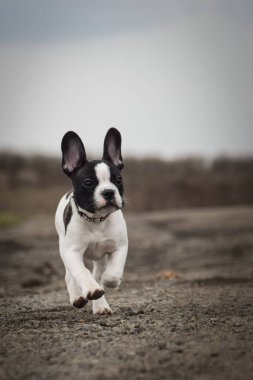 Yoldaki Fransız Buldog 'un sonbahar portresi. Bu suratla çok tatlı görünüyor. Çok güzel bir yüzü var..