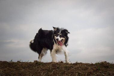Sınır çobanı sahada. Çok komik ve daha sevimli görünüyor..