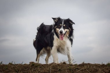 Sınır çobanı sahada. Çok komik ve daha sevimli görünüyor..